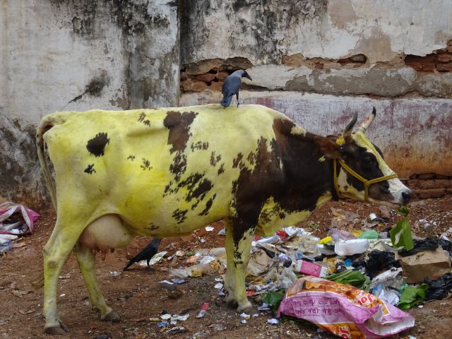 Mysore